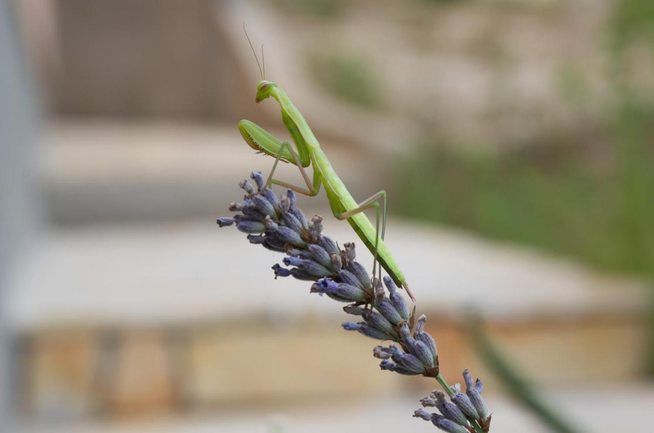 Milica Garden Daire Prvic Sepurine Dış mekan fotoğraf