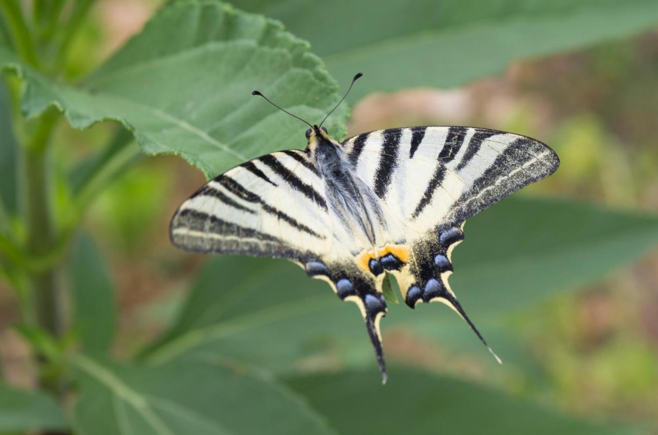 Milica Garden Daire Prvic Sepurine Dış mekan fotoğraf