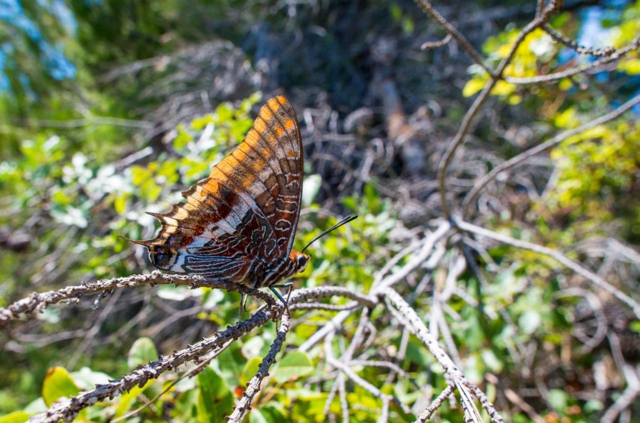 Milica Garden Daire Prvic Sepurine Dış mekan fotoğraf
